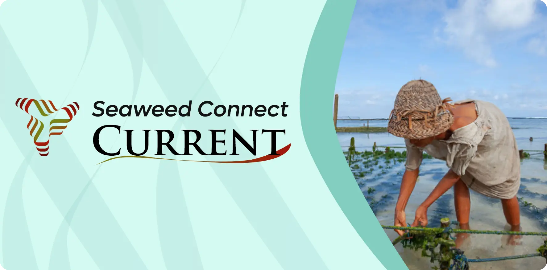 seaweed-current-banner